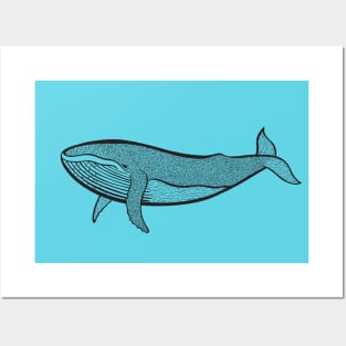 Humpback Whale - hand drawn detailed marine animal design Posters and Art